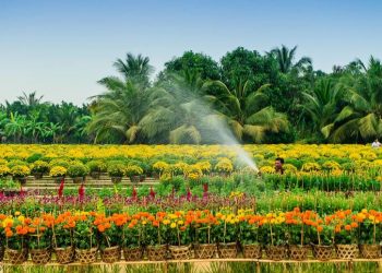 DU LỊCH MIỀN TÂY: LÀNG HOA SA ĐÉC – VƯỜN QUÝT HỒNG LAI VUNG