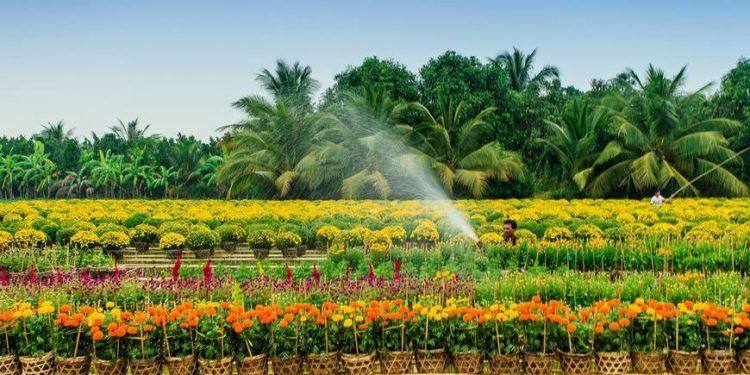 DU LỊCH MIỀN TÂY: LÀNG HOA SA ĐÉC – VƯỜN QUÝT HỒNG LAI VUNG